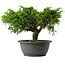 Juniperus chinensis Itoigawa, 22 cm, ± 15 jaar oud