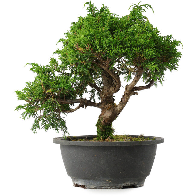 Juniperus chinensis Itoigawa, 25 cm, ± 15 Jahre alt