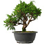Juniperus chinensis Itoigawa, 25 cm, ± 15 jaar oud