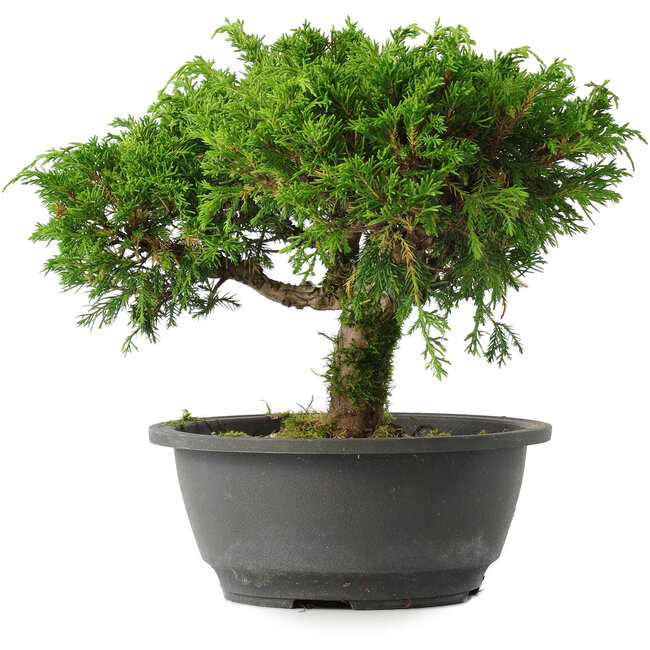 Juniperus chinensis Itoigawa, 22 cm, ± 15 años