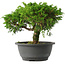 Juniperus chinensis Itoigawa, 22 cm, ± 15 jaar oud