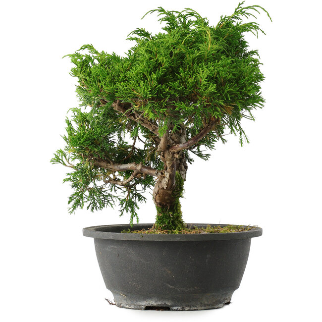 Juniperus chinensis Itoigawa, 25 cm, ± 15 years old