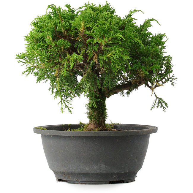Juniperus chinensis Itoigawa, 22 cm, ± 15 ans