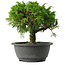 Juniperus chinensis Itoigawa, 22 cm, ± 15 jaar oud