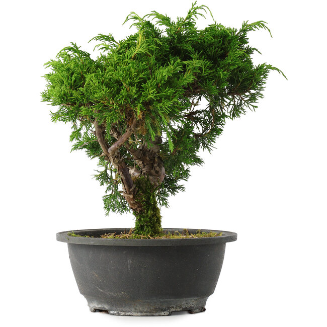 Juniperus chinensis Itoigawa, 25 cm, ± 15 jaar oud