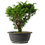 Juniperus chinensis Itoigawa, 25 cm, ± 15 jaar oud