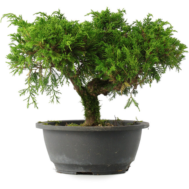 Juniperus chinensis Itoigawa, 22 cm, ± 15 años
