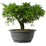 Juniperus chinensis Itoigawa, 22 cm, ± 15 jaar oud