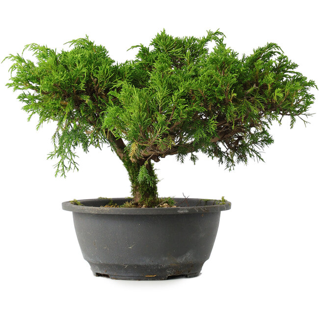Juniperus chinensis Itoigawa, 22 cm, ± 15 years old
