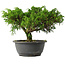 Juniperus chinensis Itoigawa, 22 cm, ± 15 jaar oud