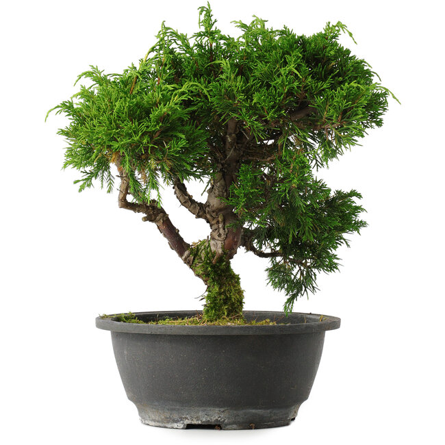 Juniperus chinensis Itoigawa, 25 cm, ± 15 Jahre alt