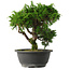 Juniperus chinensis Itoigawa, 25 cm, ± 15 jaar oud