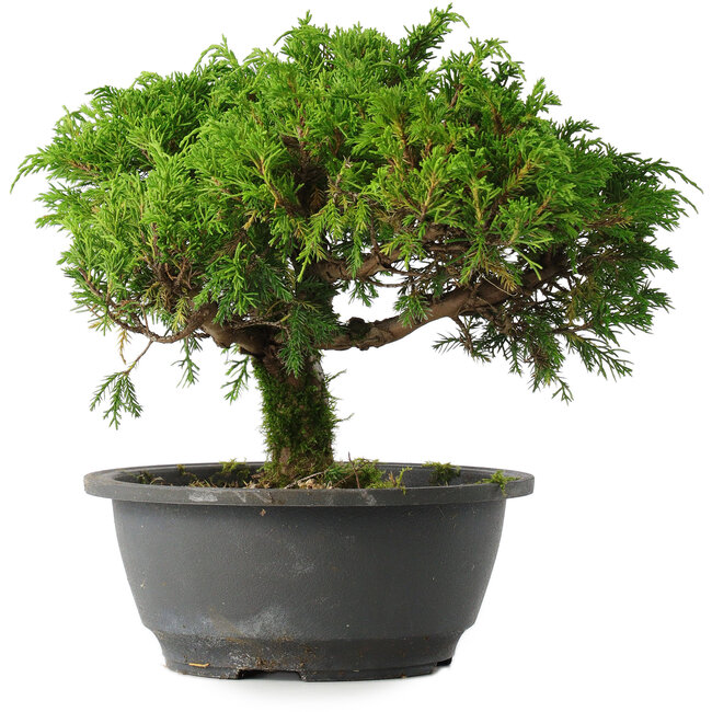 Juniperus chinensis Itoigawa, 22 cm, ± 15 years old