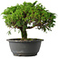 Juniperus chinensis Itoigawa, 22 cm, ± 15 jaar oud
