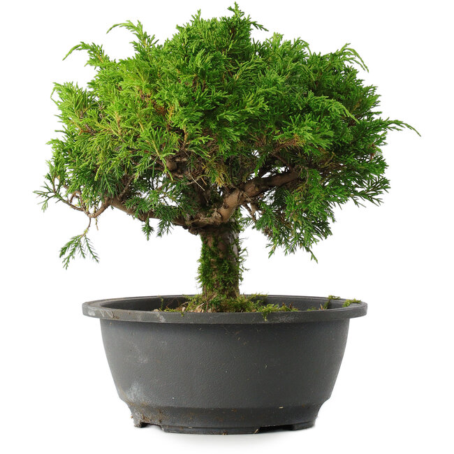 Juniperus chinensis Itoigawa, 22 cm, ± 15 jaar oud