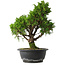 Juniperus chinensis Itoigawa, 32,5 cm, ± 15 jaar oud