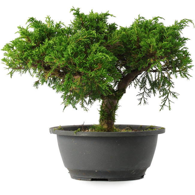 Juniperus chinensis Itoigawa, 22 cm, ± 15 years old