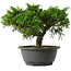 Juniperus chinensis Itoigawa, 22 cm, ± 15 jaar oud