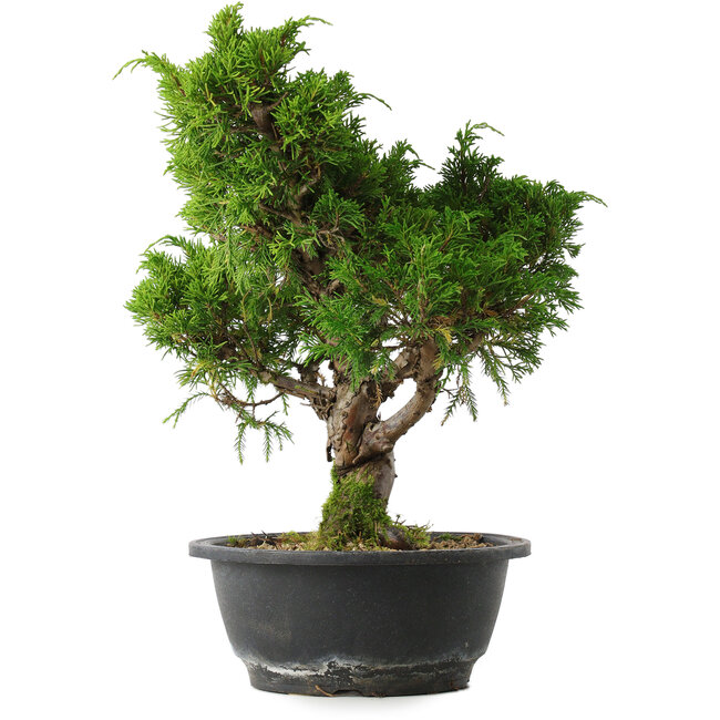Juniperus chinensis Itoigawa, 32,5 cm, ± 15 years old