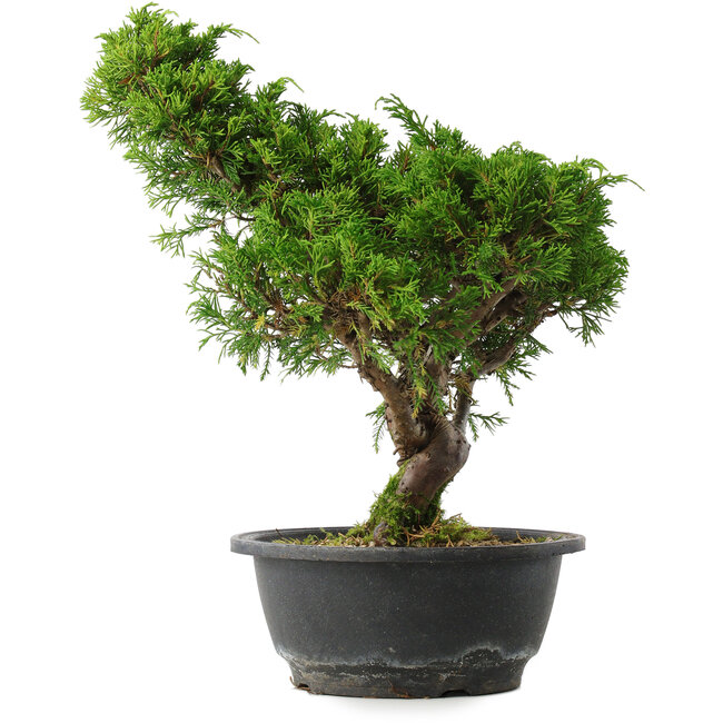 Juniperus chinensis Itoigawa, 32,5 cm, ± 15 years old