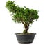 Juniperus chinensis Itoigawa, 32,5 cm, ± 15 anni