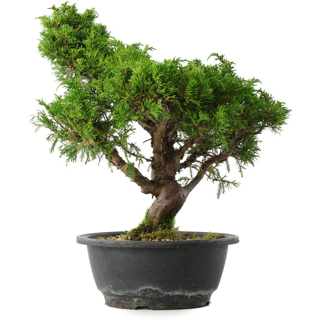 Juniperus chinensis Itoigawa, 32,5 cm, ± 15 ans