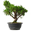 Juniperus chinensis Itoigawa, 32,5 cm, ± 15 anni