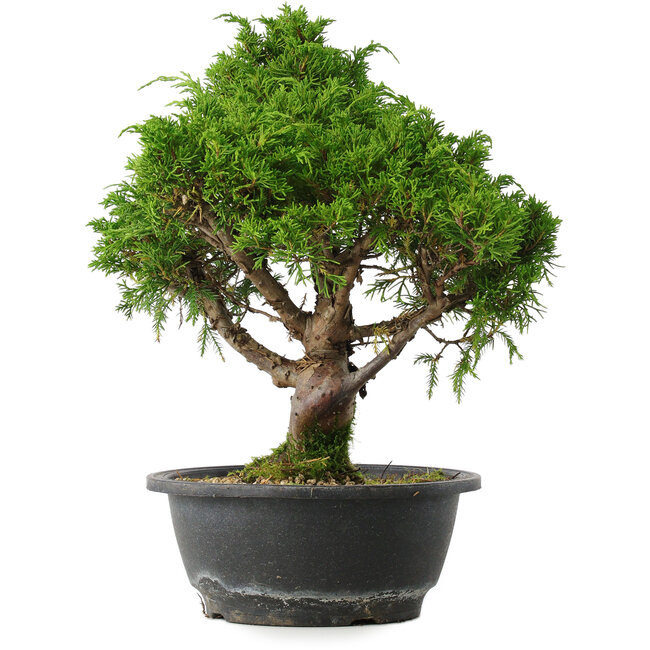 Juniperus chinensis Itoigawa, 32,5 cm, ± 15 Jahre alt