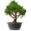 Juniperus chinensis Itoigawa, 32,5 cm, ± 15 jaar oud