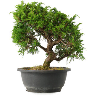 Juniperus chinensis Itoigawa, 25,5 cm, ± 15 jaar oud