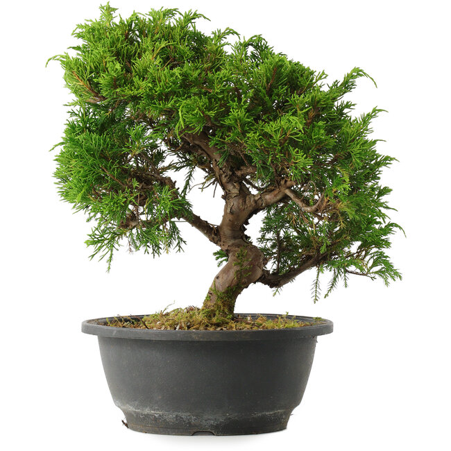 Juniperus chinensis Itoigawa, 25,5 cm, ± 15 jaar oud