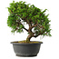 Juniperus chinensis Itoigawa, 25,5 cm, ± 15 jaar oud