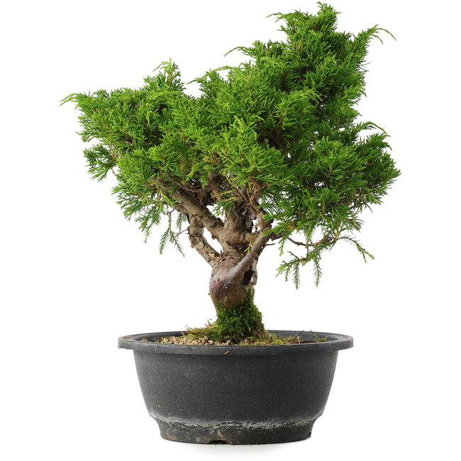 Juniperus chinensis Itoigawa, 32,5 cm, ± 15 Jahre alt