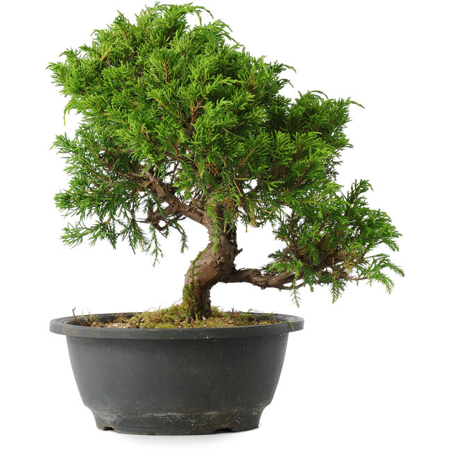 Juniperus chinensis Itoigawa, 25,5 cm, ± 15 jaar oud