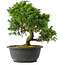 Juniperus chinensis Itoigawa, 25,5 cm, ± 15 jaar oud