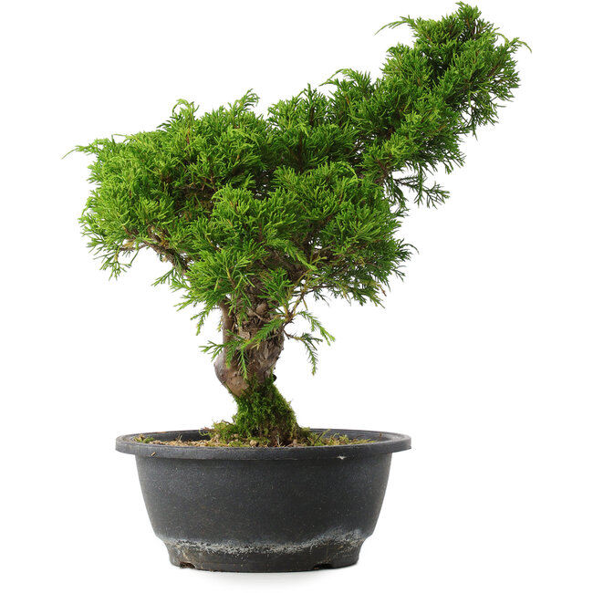 Juniperus chinensis Itoigawa, 32,5 cm, ± 15 years old