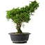 Juniperus chinensis Itoigawa, 32,5 cm, ± 15 anni