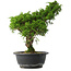 Juniperus chinensis Itoigawa, 32,5 cm, ± 15 jaar oud