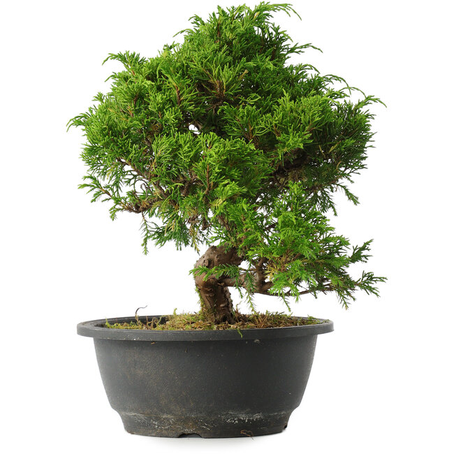 Juniperus chinensis Itoigawa, 25,5 cm, ± 15 jaar oud