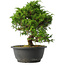 Juniperus chinensis Itoigawa, 25,5 cm, ± 15 jaar oud