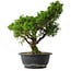 Juniperus chinensis Itoigawa, 32,5 cm, ± 15 anni