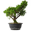 Juniperus chinensis Itoigawa, 32,5 cm, ± 15 jaar oud