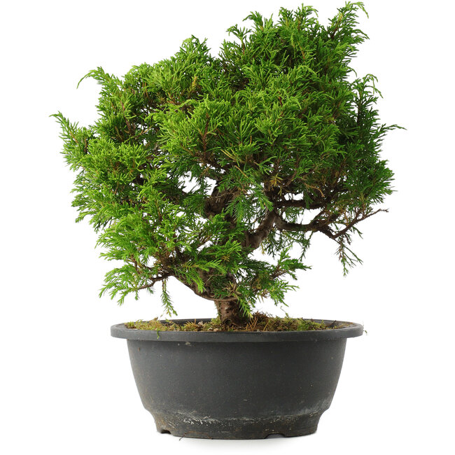 Juniperus chinensis Itoigawa, 25,5 cm, ± 15 ans