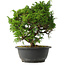 Juniperus chinensis Itoigawa, 25,5 cm, ± 15 jaar oud
