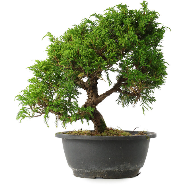 Juniperus chinensis Itoigawa, 25,5 cm, ± 15 jaar oud