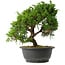 Juniperus chinensis Itoigawa, 25,5 cm, ± 15 anni