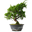 Juniperus chinensis Itoigawa, 31 cm, ± 15 jaar oud
