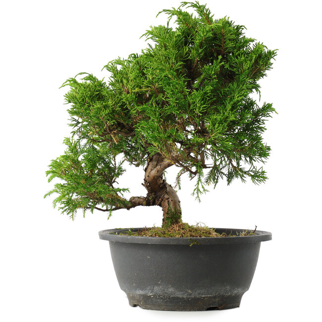 Juniperus chinensis Itoigawa, 25,5 cm, ± 15 jaar oud