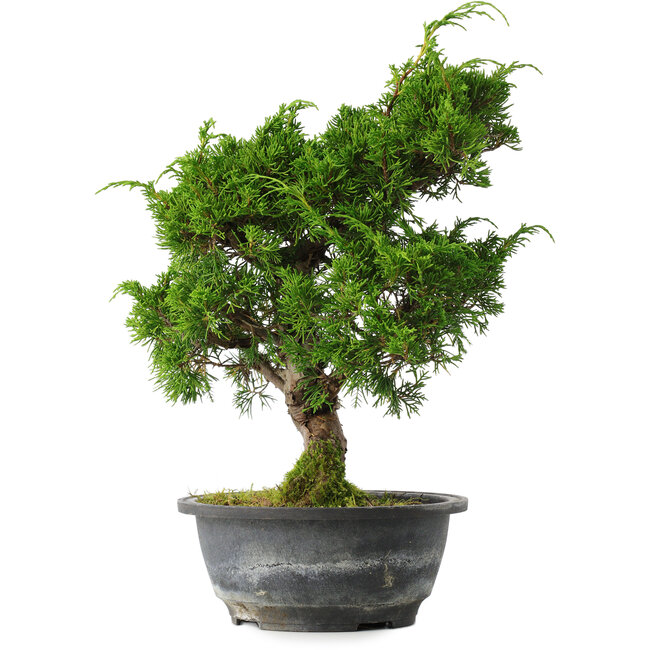 Juniperus chinensis Itoigawa, 31 cm, ± 15 Jahre alt