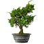 Juniperus chinensis Itoigawa, 31 cm, ± 15 jaar oud